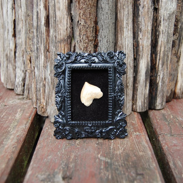 Fossil shark tooth in small frame