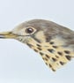 Mistle Thrush Acrylic Painting - Image 2