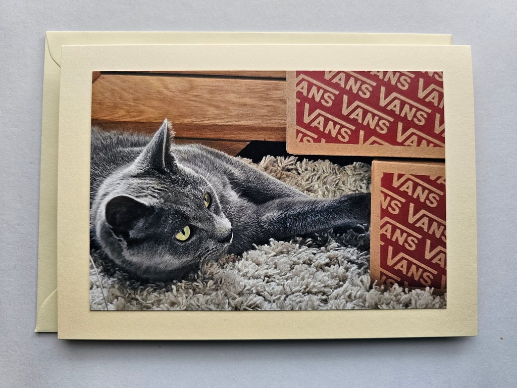 Playful Grey Cat Large Photographic Card Size  7" x 5" Blank