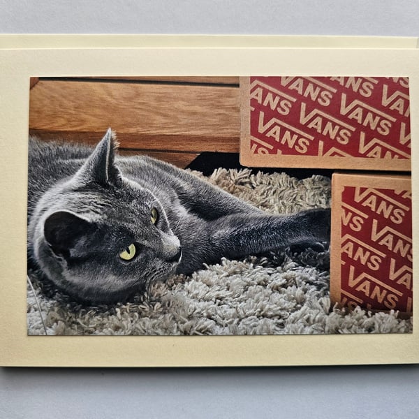 Playful Grey Cat Large Photographic Card Size  7" x 5" Blank