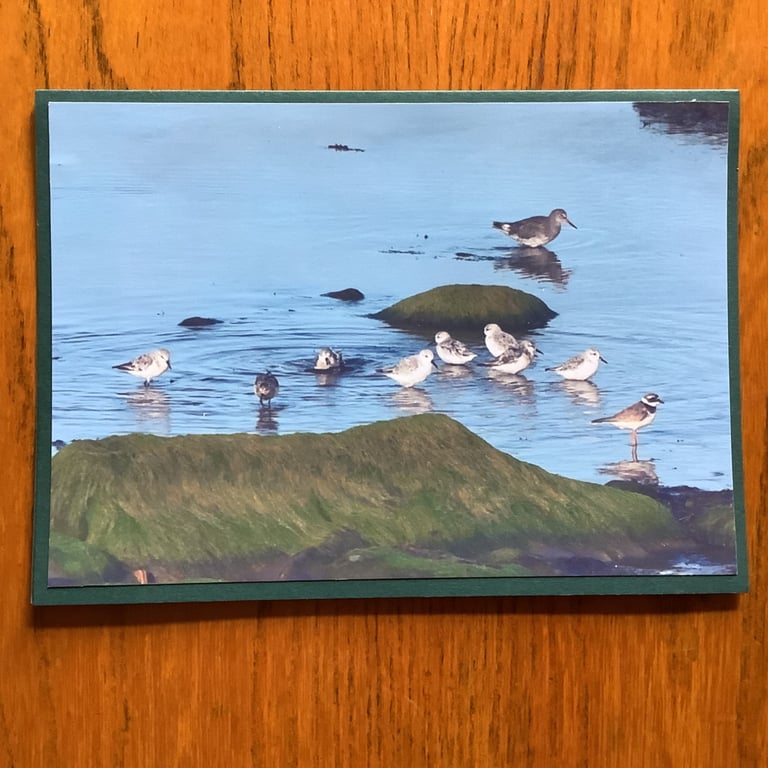 Handmade original photo card of wading sea birds, 'Where's the meeting?'