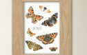 Art prints