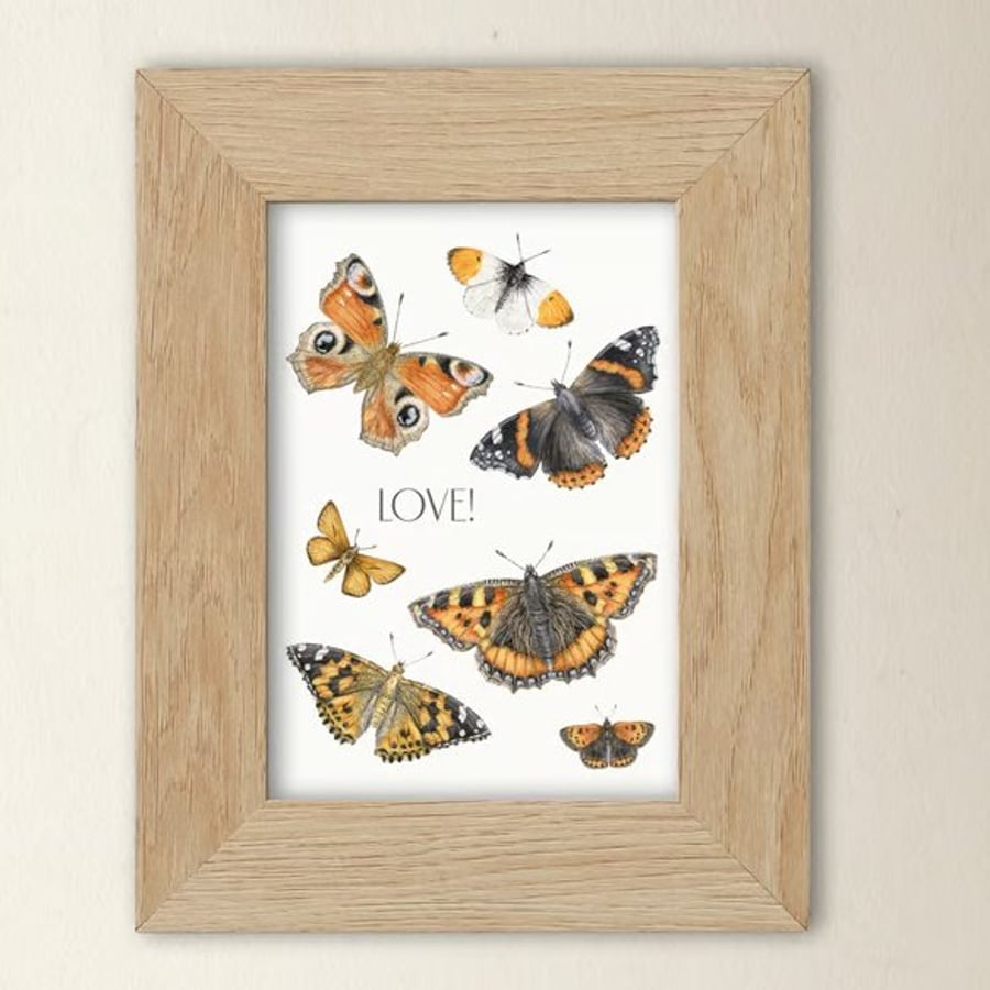 Butterfly Art Print - A5 size - Scottish wildlife illustration