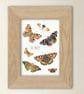 Butterfly Art Print - A5 size - Scottish wildlife illustration - Image 1