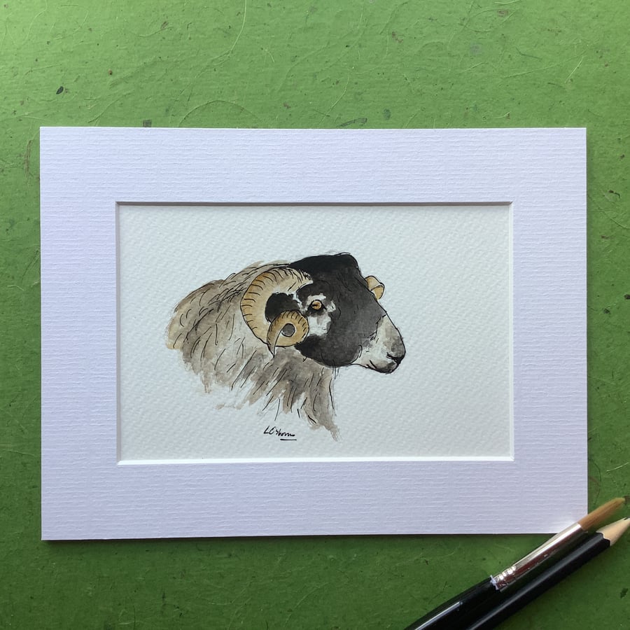 Blackface sheep - original watercolour painting