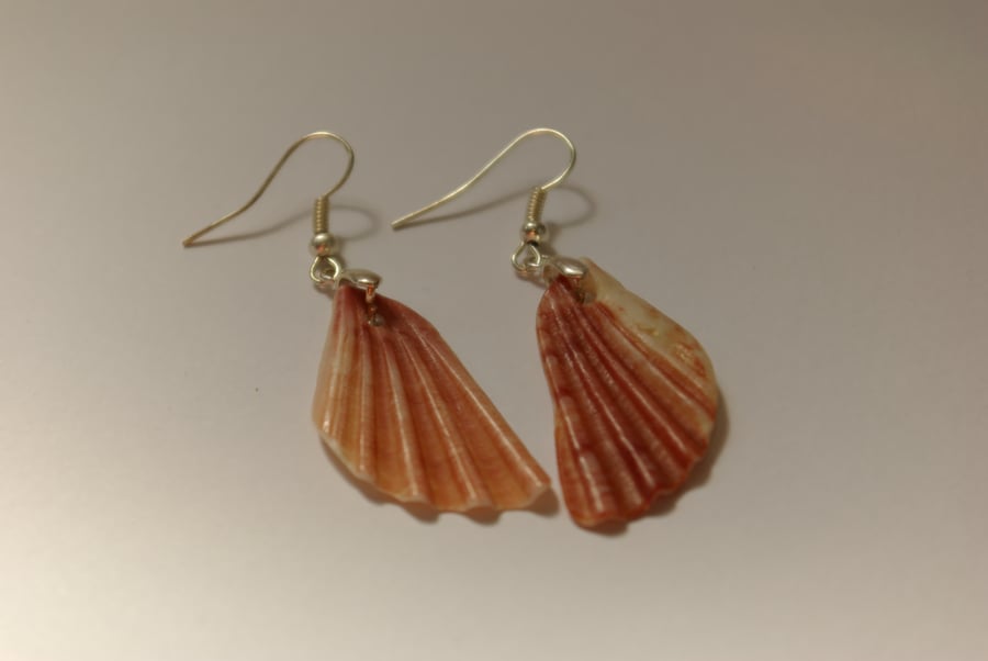 Small seaside shell earrings