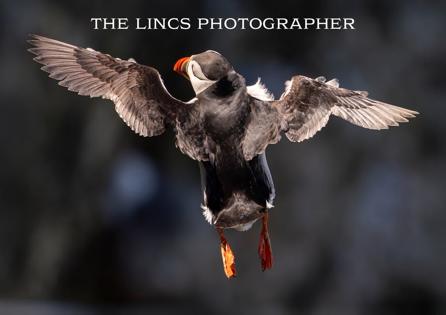 Puffin print (Limited edition of 10)