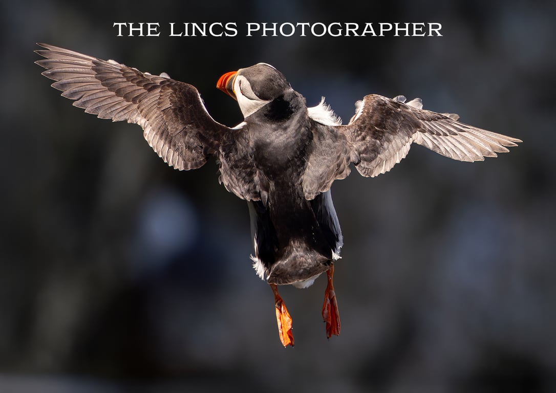 Puffin print (Limited edition of 10)