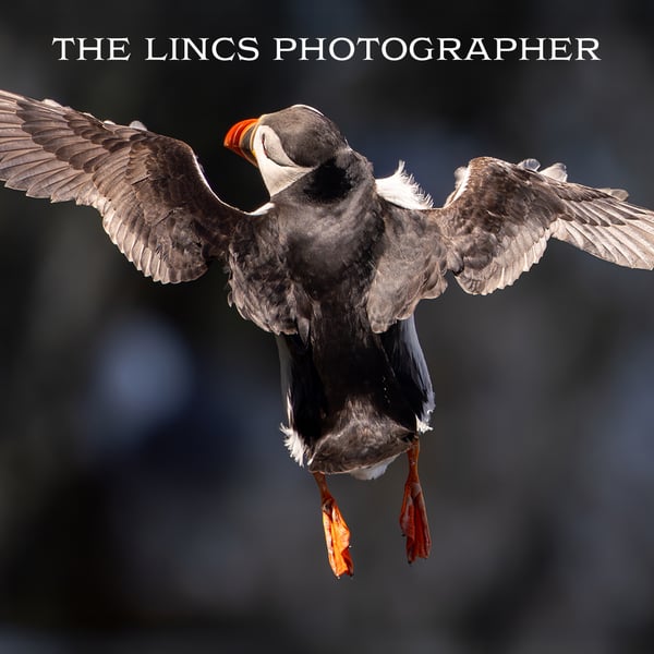 Puffin print (Limited edition of 10)