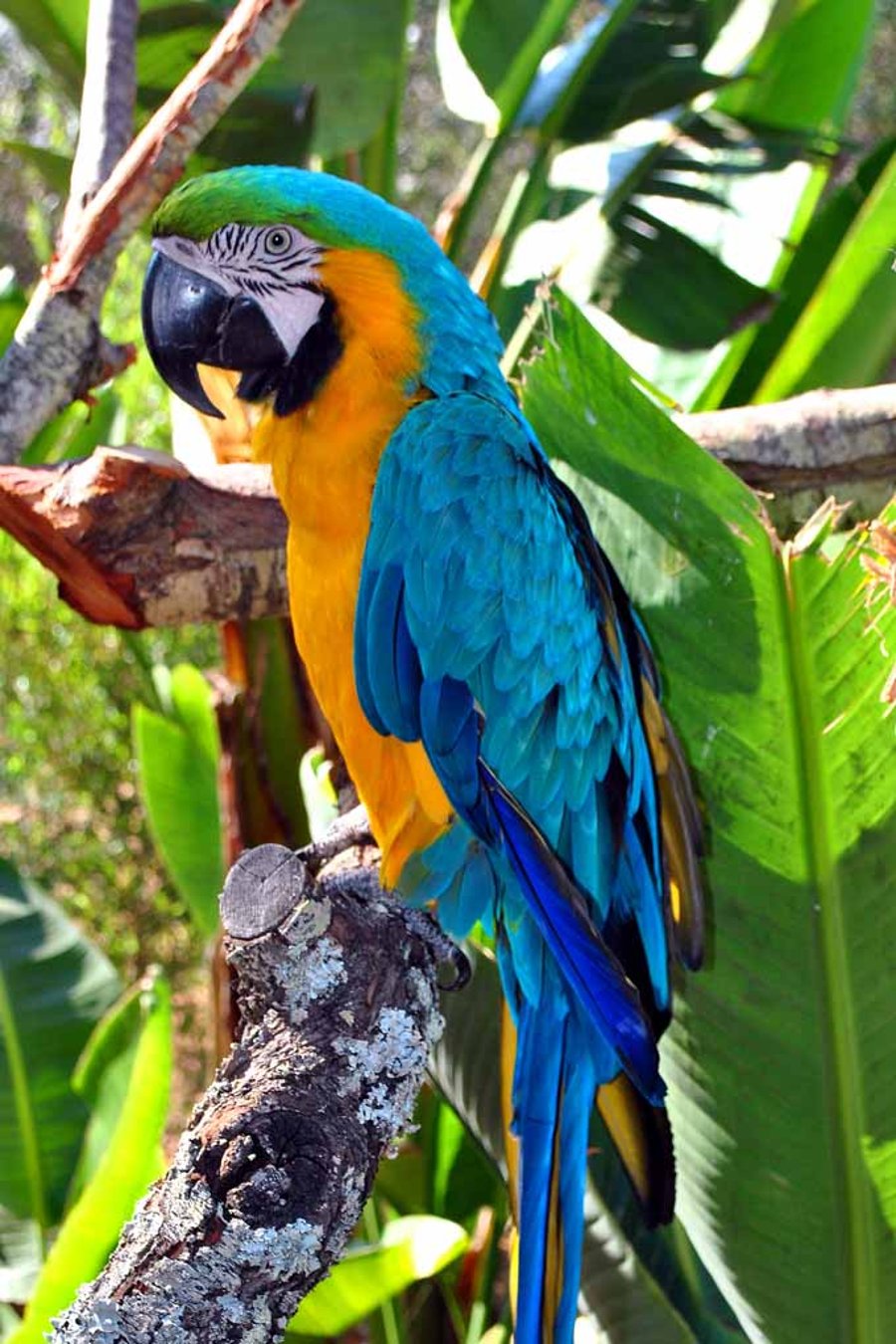 Macaw Parrot Yellow And Blue Bird 12"x18" Print