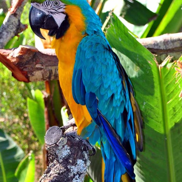 Macaw Parrot Yellow And Blue Bird 12"x18" Print