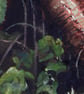  ORIGINAL - Foxglove - Image 7