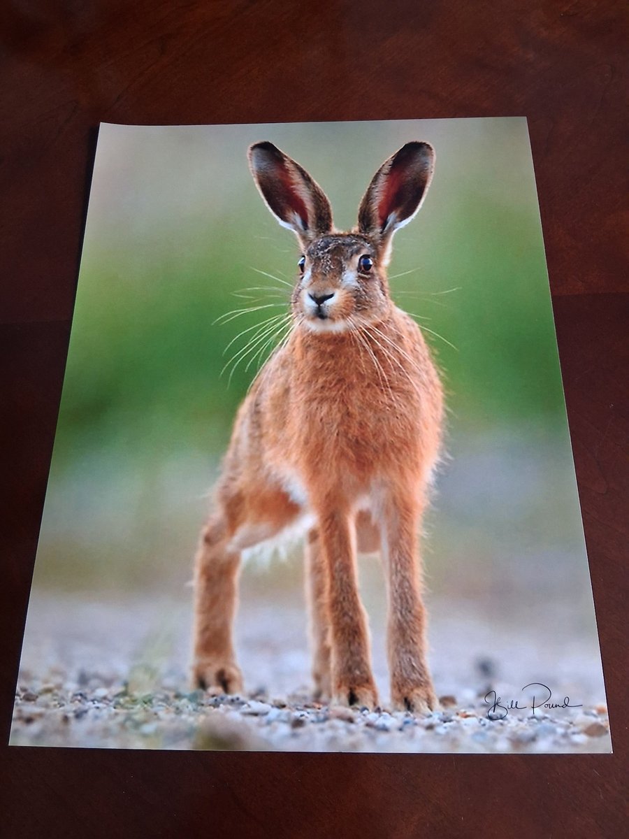 HARE PHOTOGRAPH 16x12