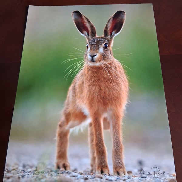 HARE