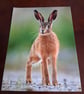 HARE