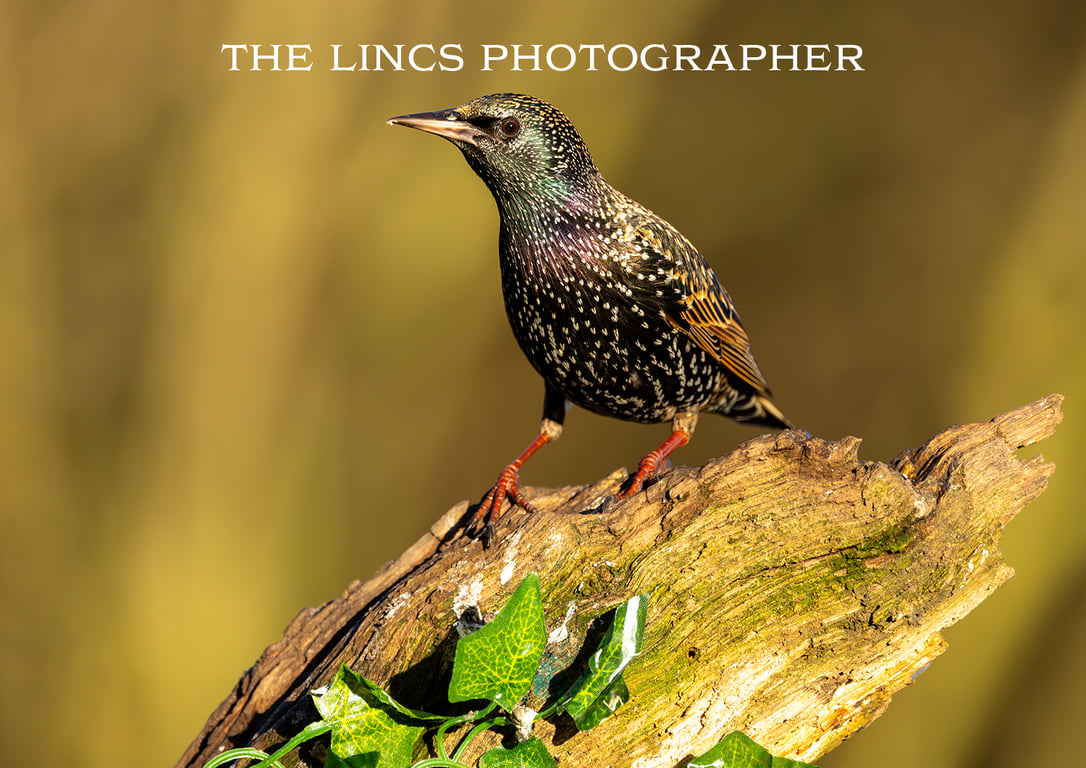 Starling print (Limited edition of 10)