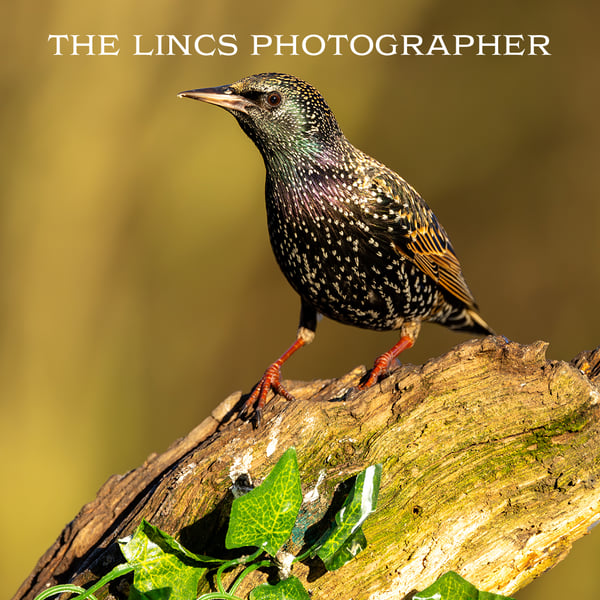 Starling print (Limited edition of 10)