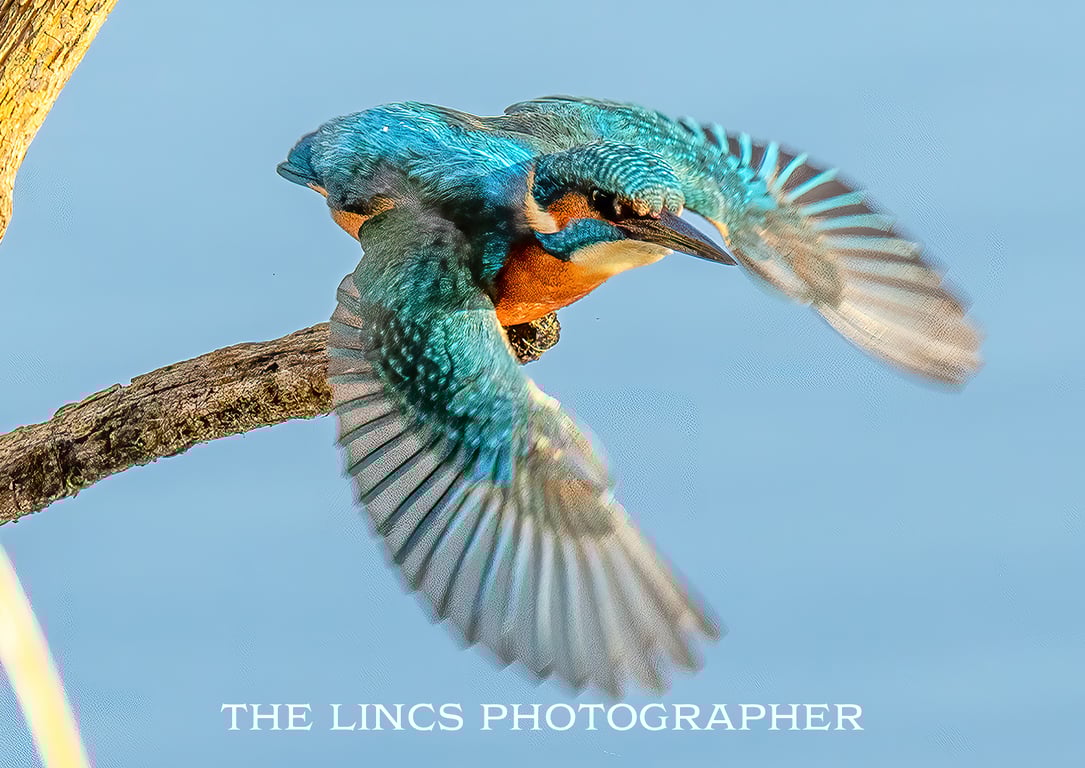 Kingfisher print (Limited edition of 10)