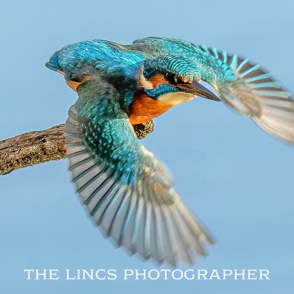 Kingfisher print (Limited edition of 10)