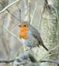 Ethically Made A6 Bird Greetings Cards - Pack of 8 - Image 9