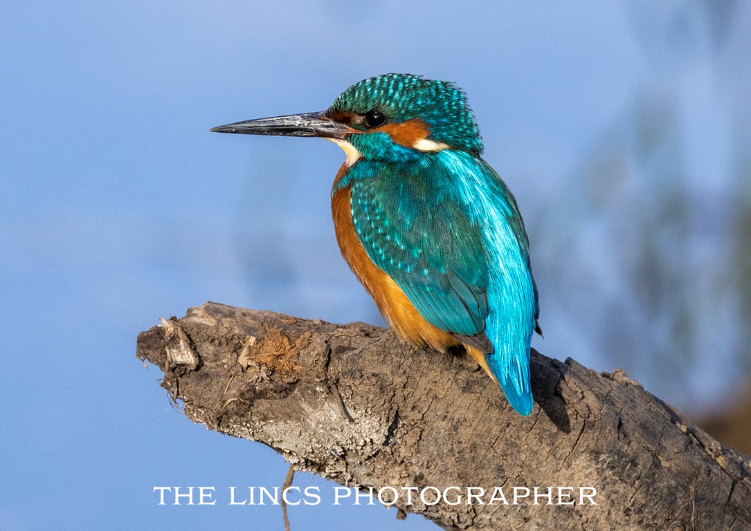 Kingfisher print (Limited edition of 10)