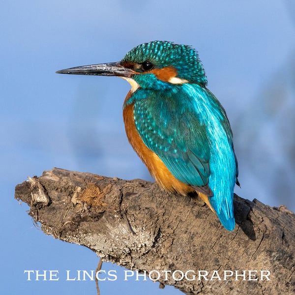 Kingfisher print (Limited edition of 10)