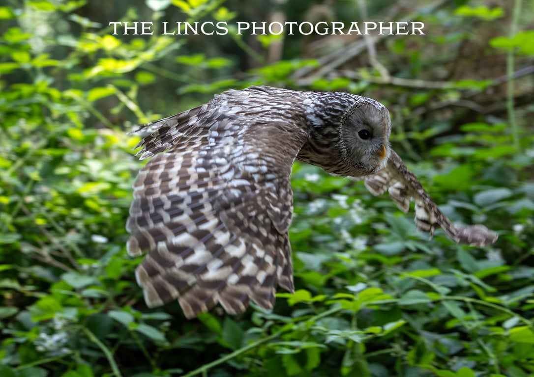 Ural Owl print (Limited edition of 10)