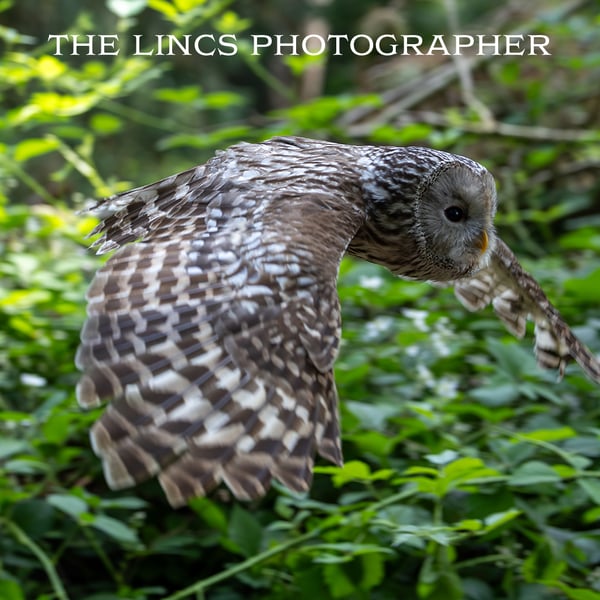 Ural Owl print (Limited edition of 10)