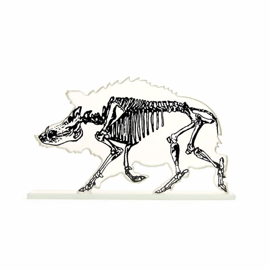 Xray Wild Boar Skeleton Glass Sculpture