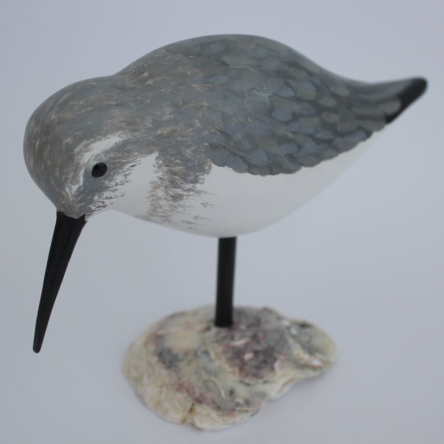 Dunlin on oyster shell  