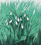 Snowdrops - Image 3