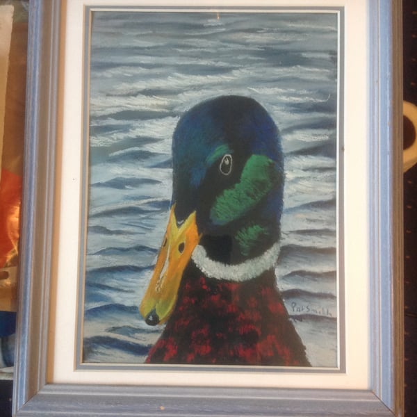 Mallard Head, Original Pastel Painting, Framed 