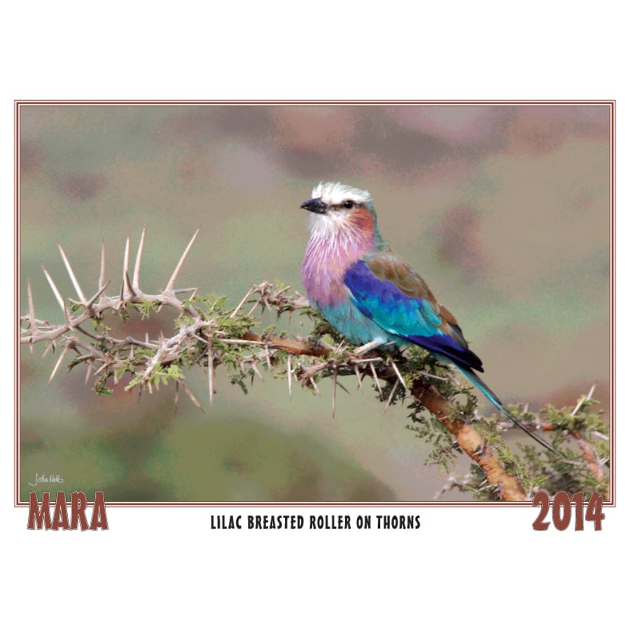 LILAC BREASTED ROLLER