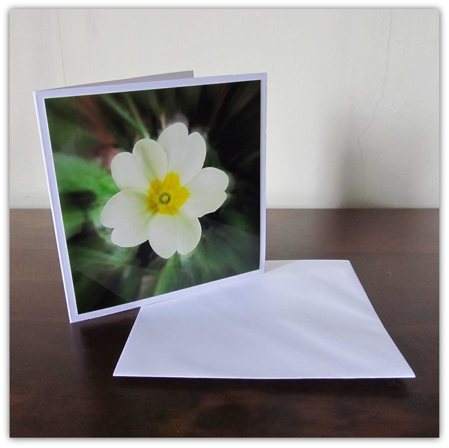 Primrose in bloom.  Blank photographic card.