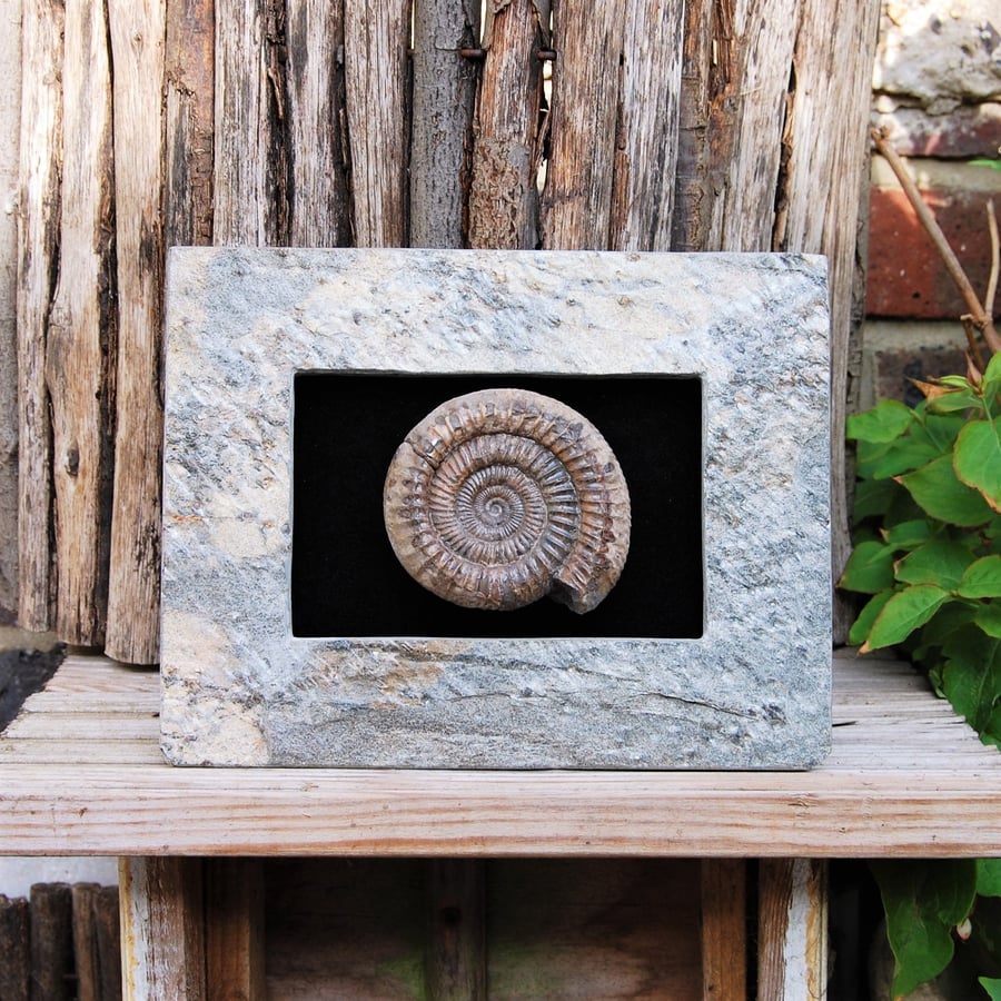 Ammonite in a heavy stone frame