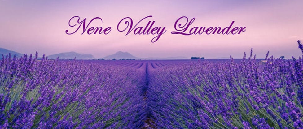 Nene Valley Lavender