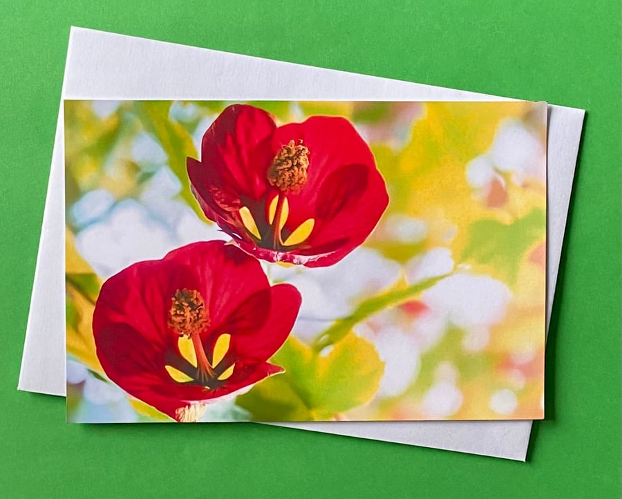 Abutilon Megapotamicum - Photo Graphic Print Greetings Card