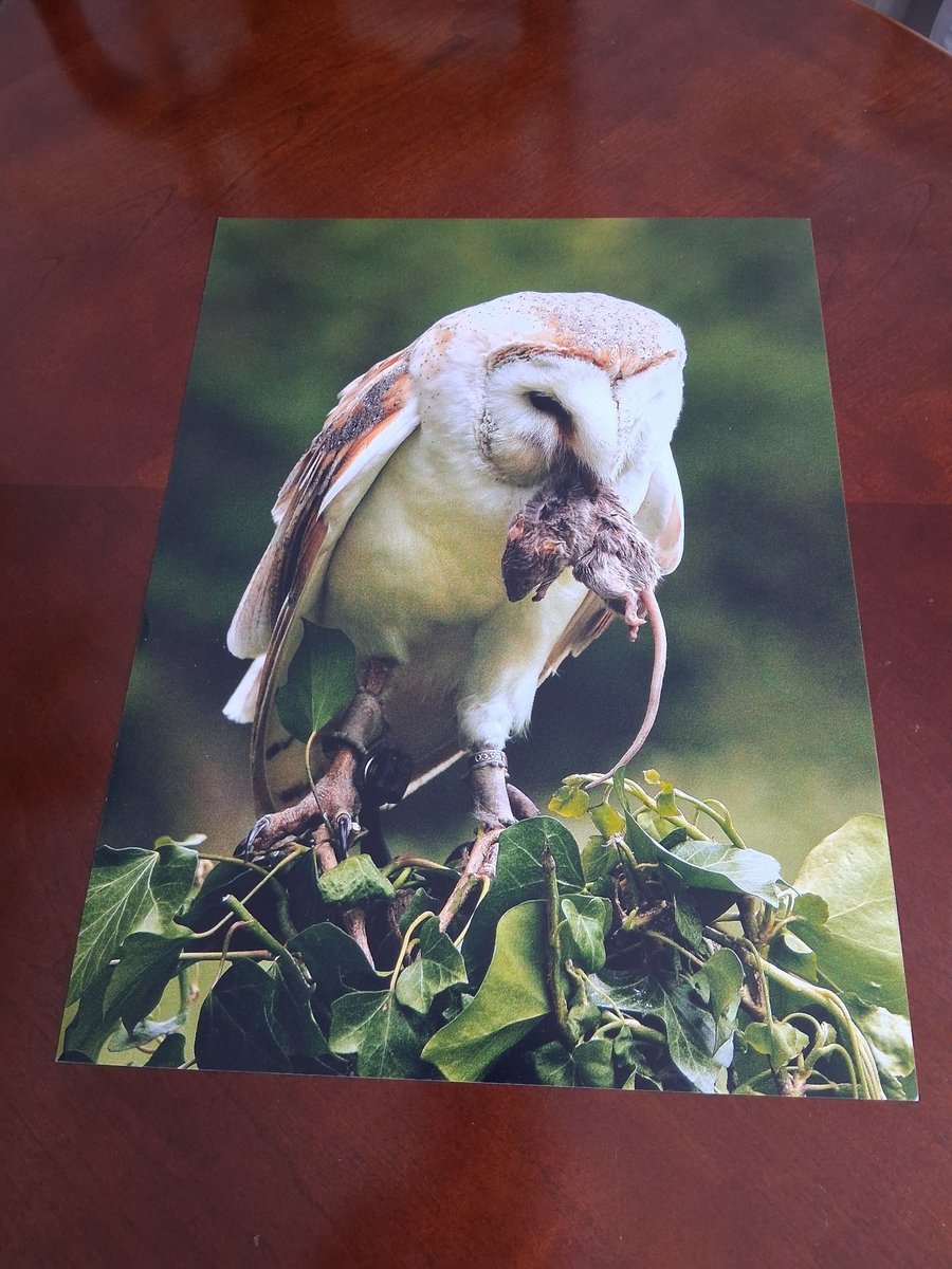 BARN OWL PHOTOGRAPH 16x12