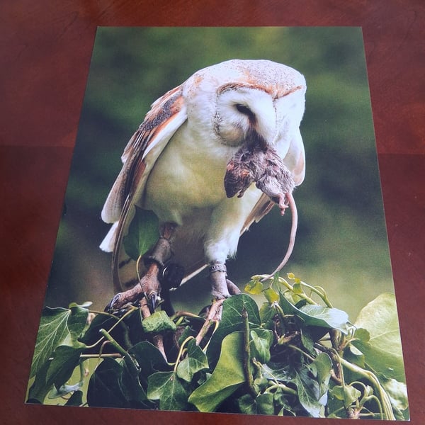 BARN OWL PHOTOGRAPH 16x12