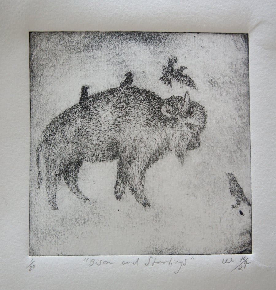 Bison And Starling Drypoint Print