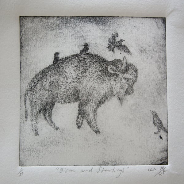 Bison And Starling Drypoint Print