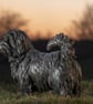 Standing Norfolk Terrier Dog Statue Large Bronze Resin Garden Sculpture - Image 4