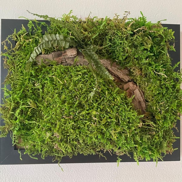 Framed Forest Vignette (1 of 6)