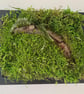 Framed Forest Vignette