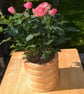 Ash Wooden turned Flower Bowl designed to take a standard plant pot. - Image 3