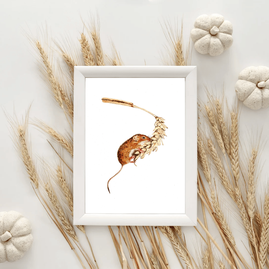 UNFRAMED Harvest Mouse Drawing  Giclee 