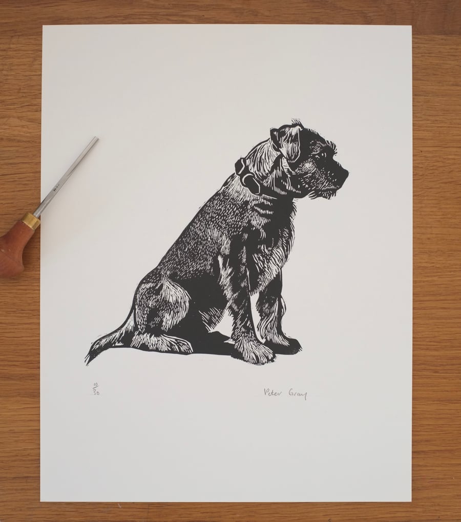 Limited edition Linocut print of Border Terrier 
