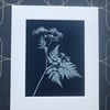 Wild Flower Art, Cow Parsley, Botanical gift, Cyanotype Art.