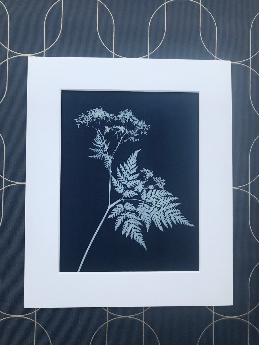 Wild Flower Art, Cow Parsley, Botanical gift, Cyanotype Art.