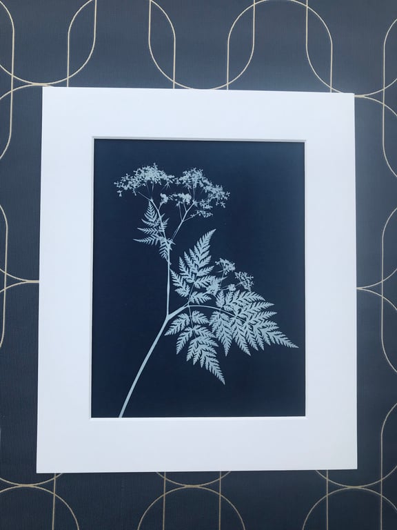Wild Flower Art, Cow Parsley, Botanical gift, Cyanotype Art.
